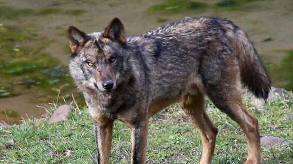 ▷ Los dichos y refranes más populares sobre los Lobos | 2023
